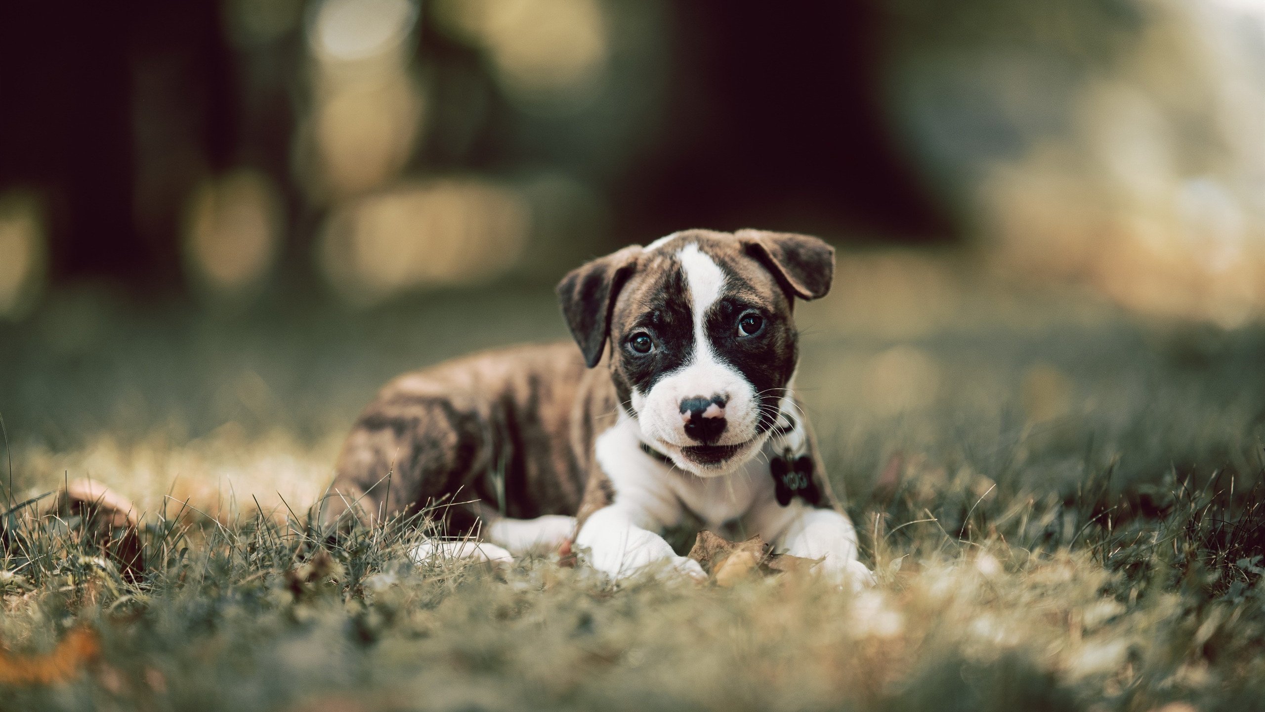 圣保罗重返亚特兰大，15次助攻背后的杀伤艺术