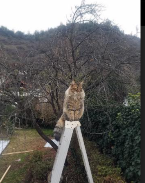 开云体育平台APP-奥利维耶的无声惊雷，当不掉线成为争冠夜的终极答案