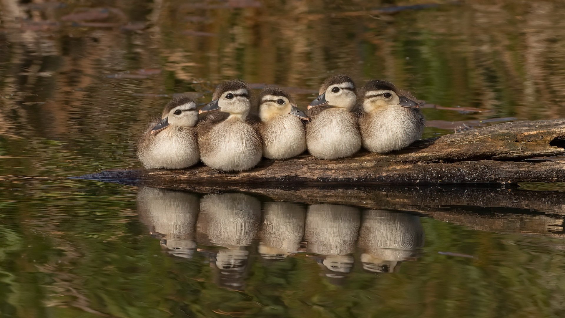 无声巨塔，西决生死夜，斯通斯如何统治了所有不存在的角落