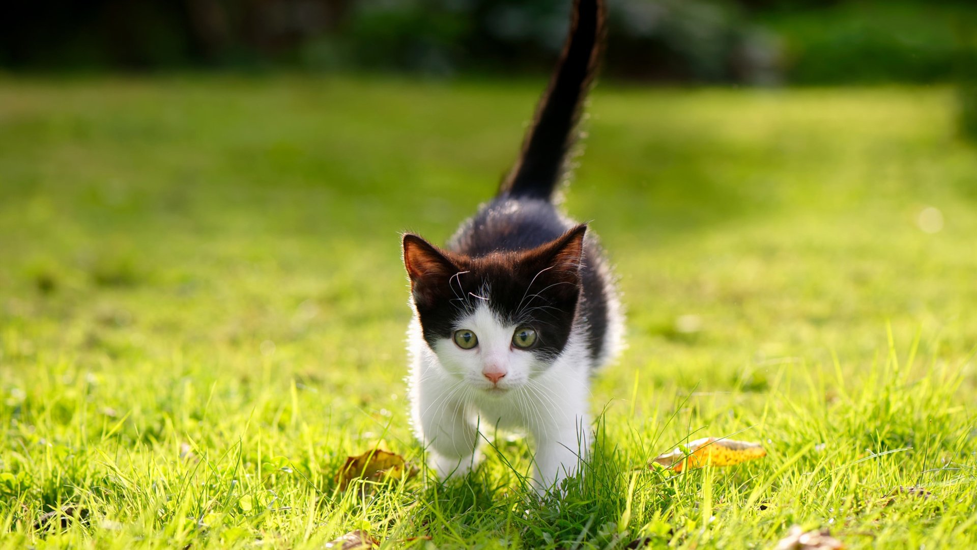 铁蹄与星火,阿尔及利亚踏平突尼斯,卡马文加加冕关键先生