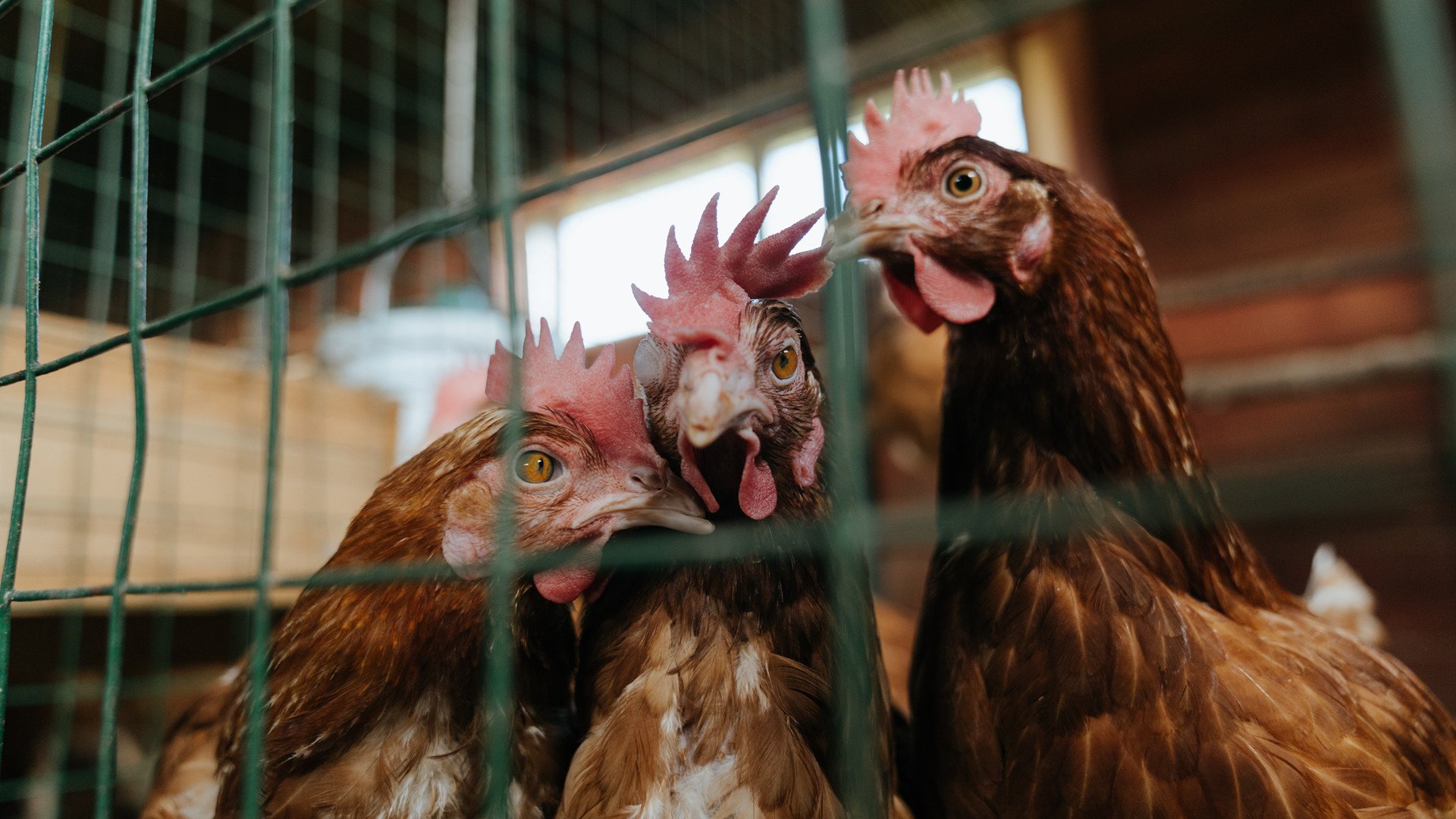 跨界绝杀，当福克斯为辽宁队戴上胜利王冠